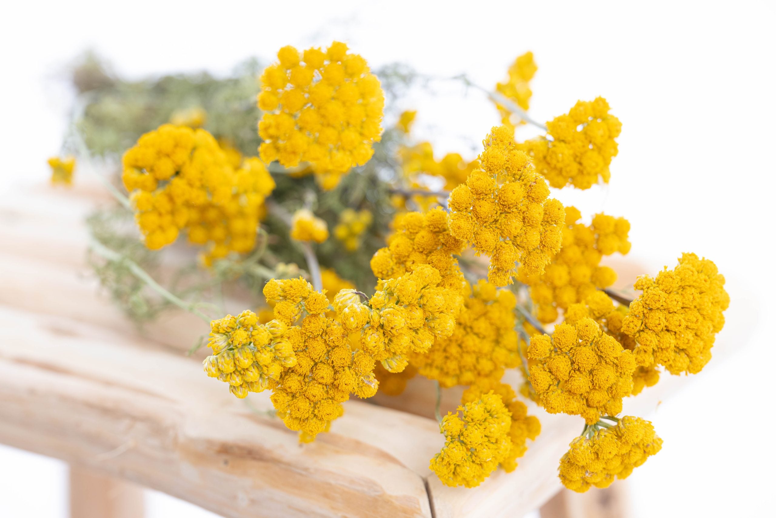 Lona séchée bio pour décoration