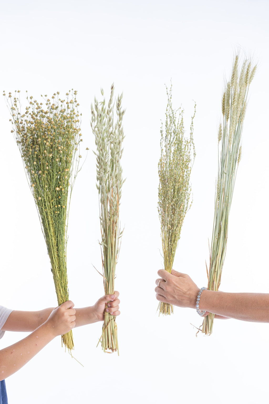 Mélange de lin, cresson, avoine et blé séchés, graminées naturelles