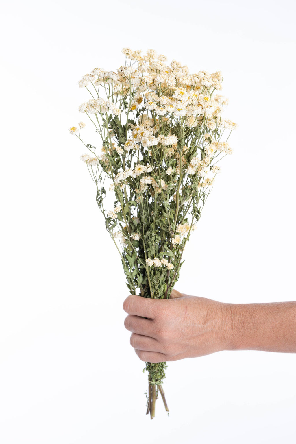 Fleur de matricaire séchée naturellement