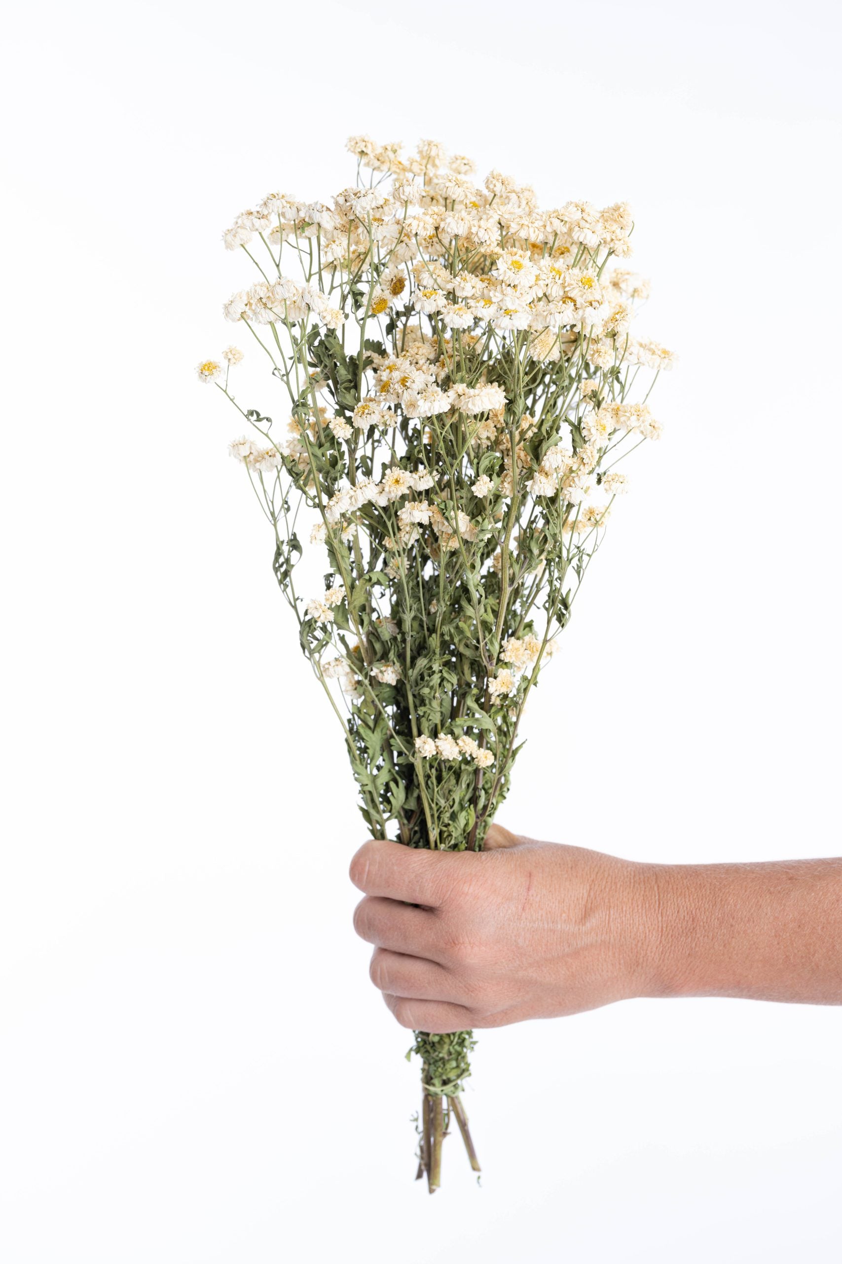 Fleur de matricaire séchée naturellement