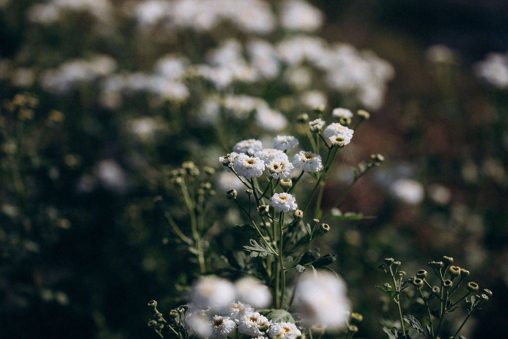 Matricaire séchée avec petites fleurs blanches