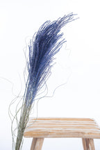 Graminée décorative miscanthus bleu profond