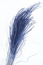 Tiges longues de miscanthus coloré bleu