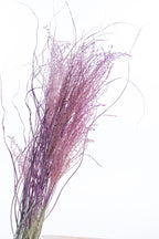 Miscanthus coloré cyclamen issu de ferme française