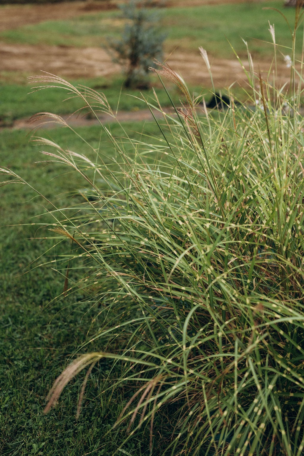 Tige de miscanthus séché bio cultivé en France