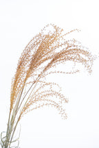 Graminée miscanthus bio teintée artisanalement en couleur moutarde