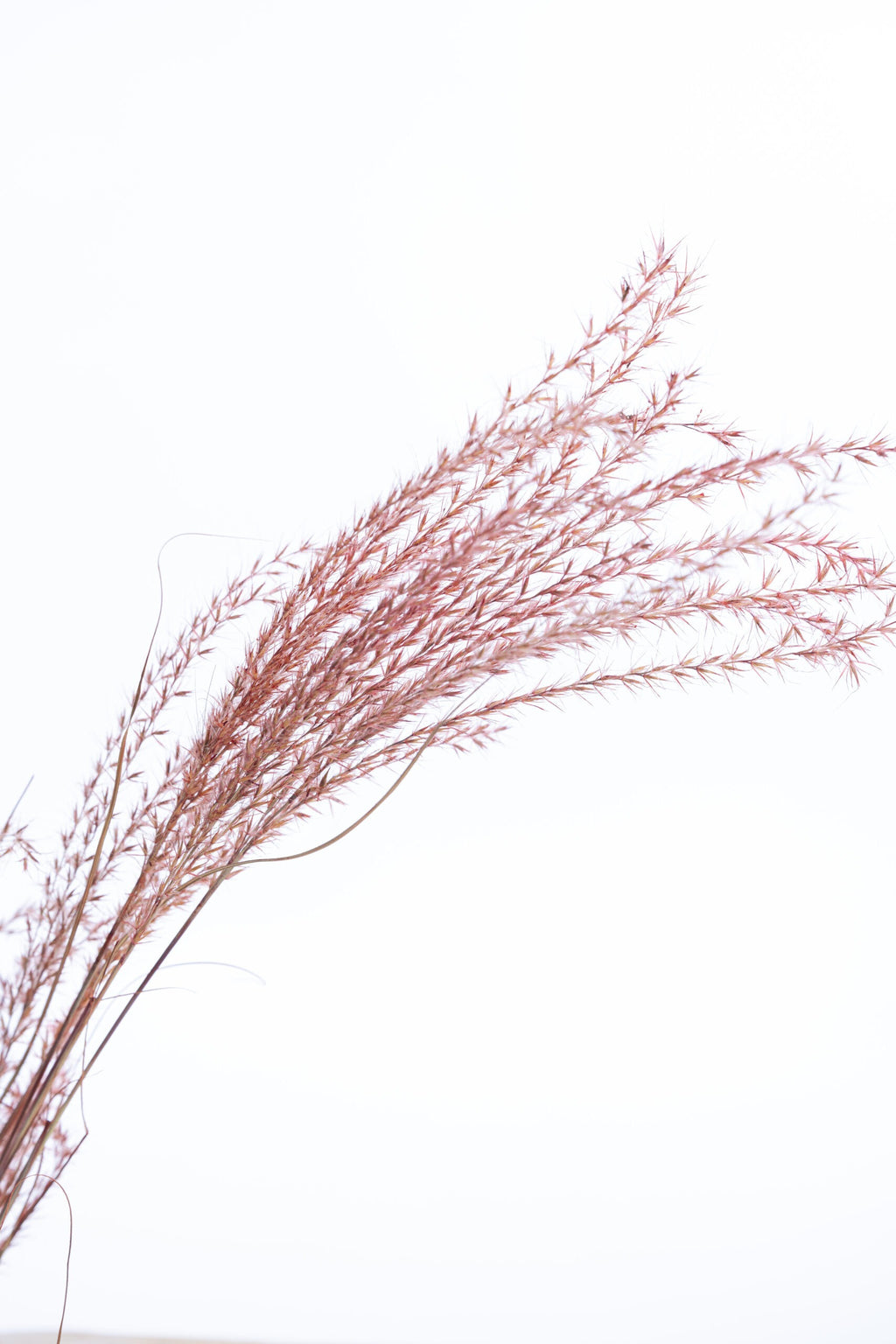 Graminée rouge localement cultivée et colorée