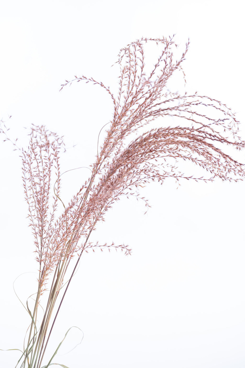 Miscanthus Terracotta – Fleurs séchées longues teintées artisanalement