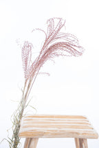 Miscanthus terracotta– Fleurs séchées colorées