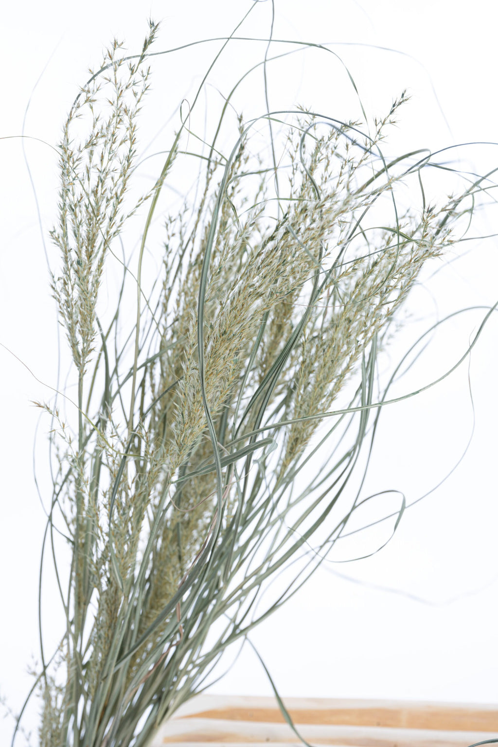 Miscanthus vert de Brentonico, séché à la ferme Terralya