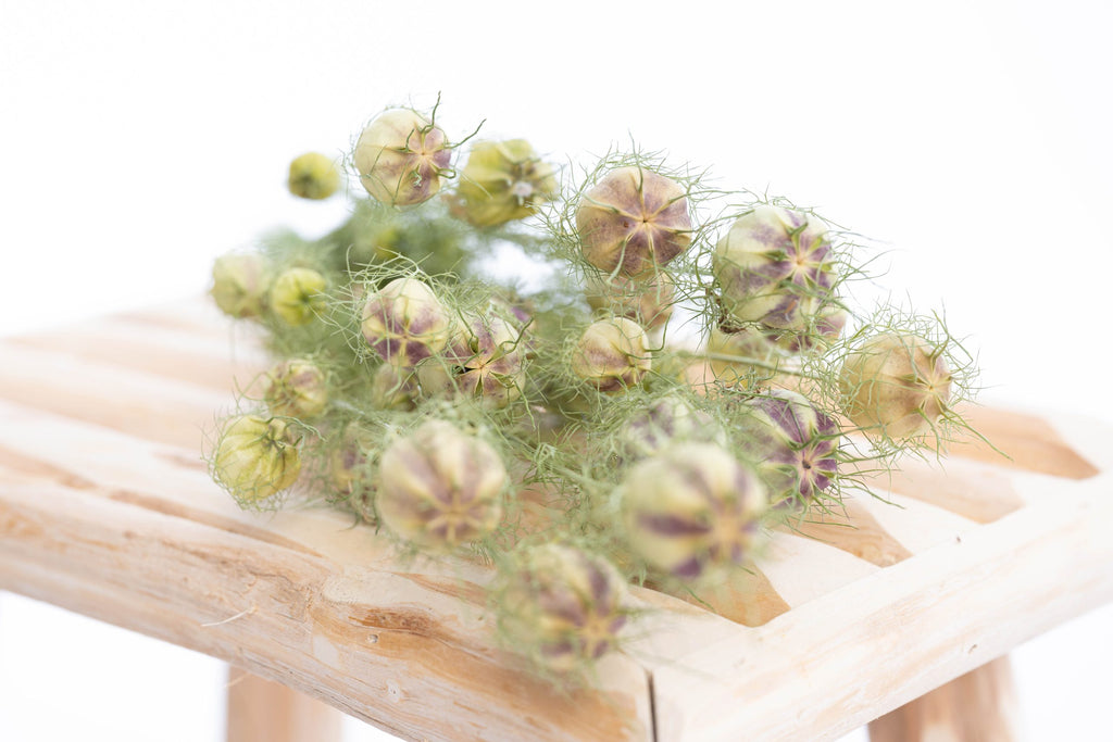 Nigelle séchée locale pour décoration florale