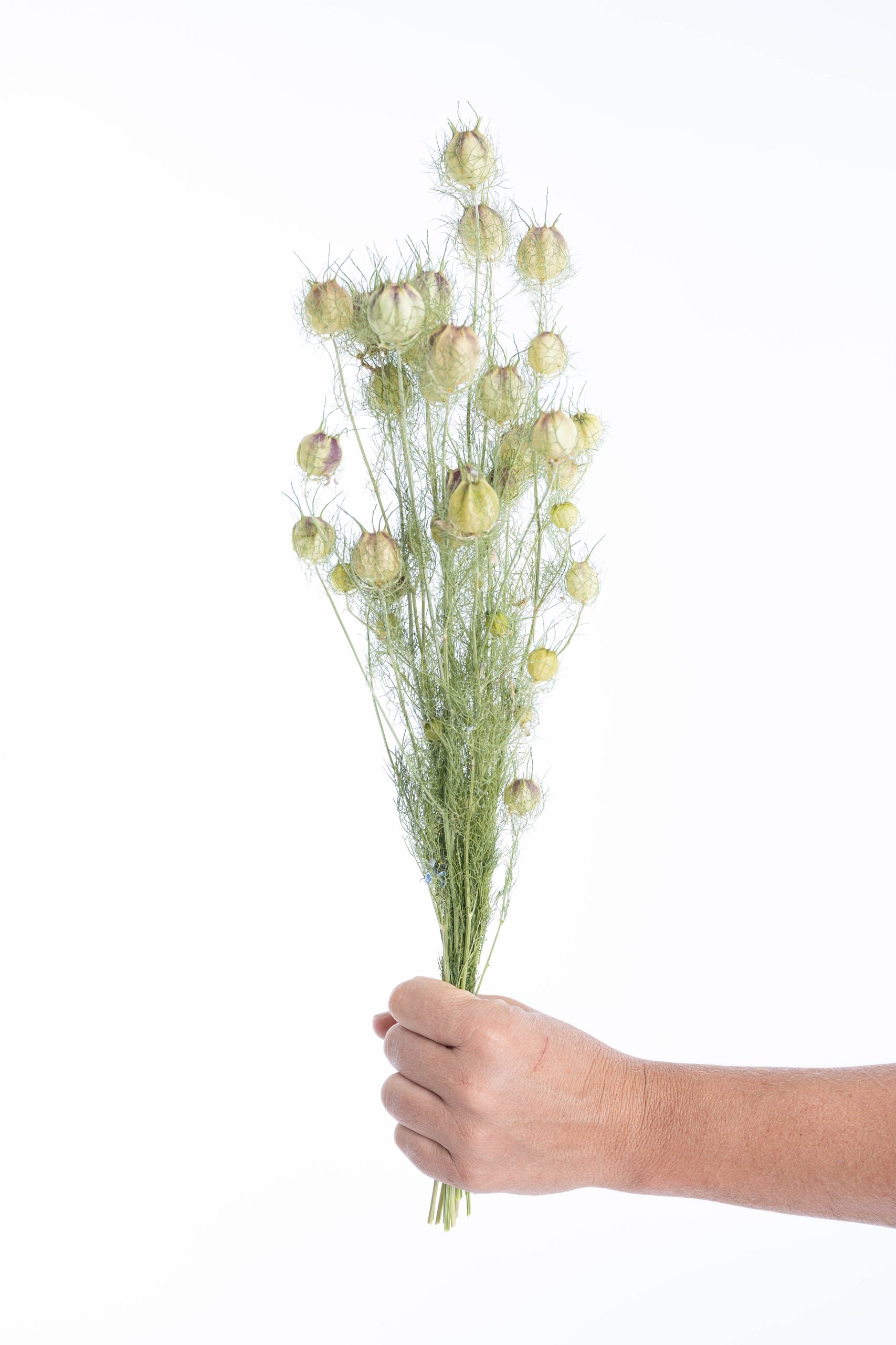 Nigelle séchée pour créations florales