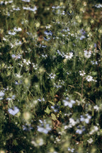 Tige de nigelle séchée bio cultivée en France