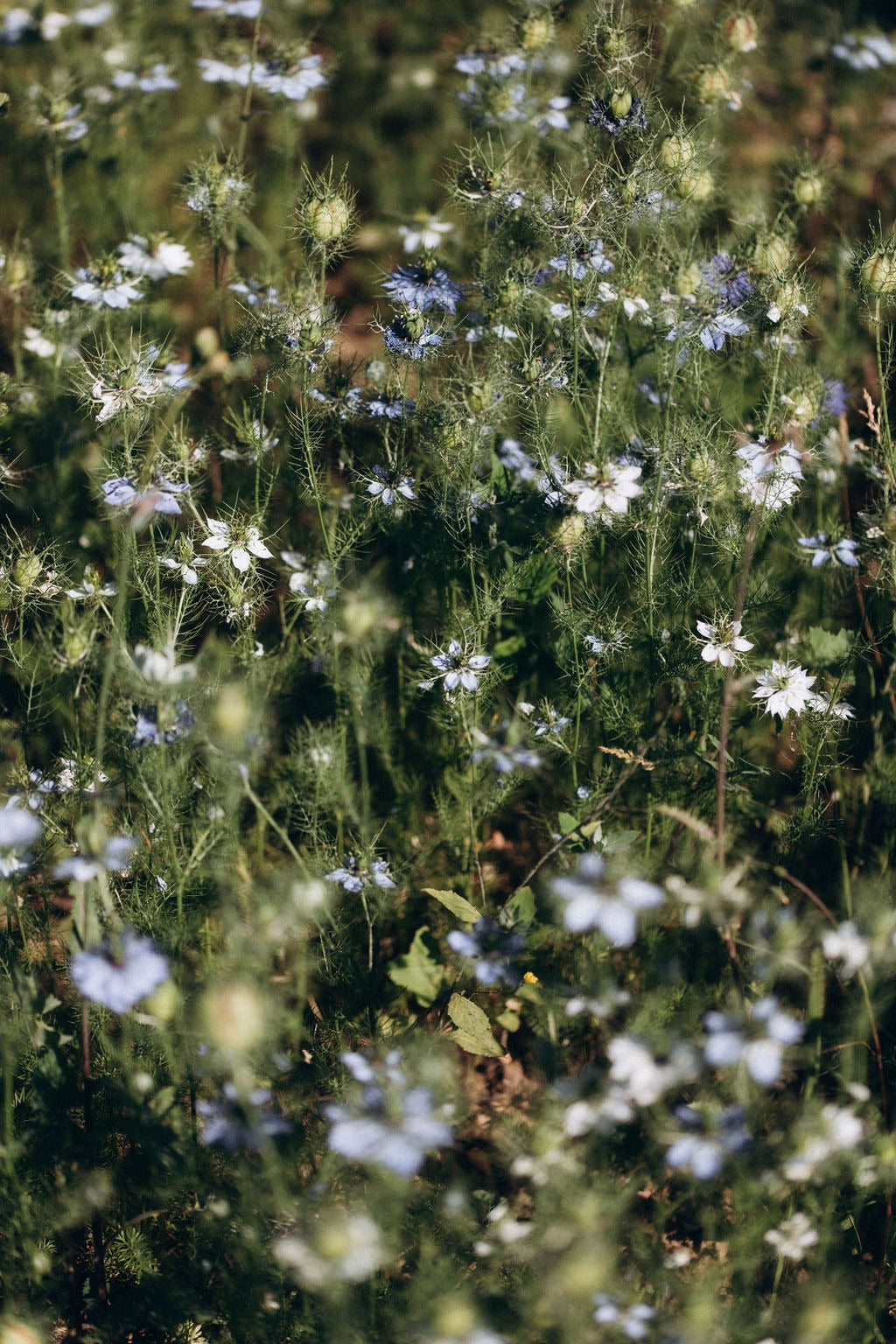 Tige de nigelle séchée bio cultivée en France