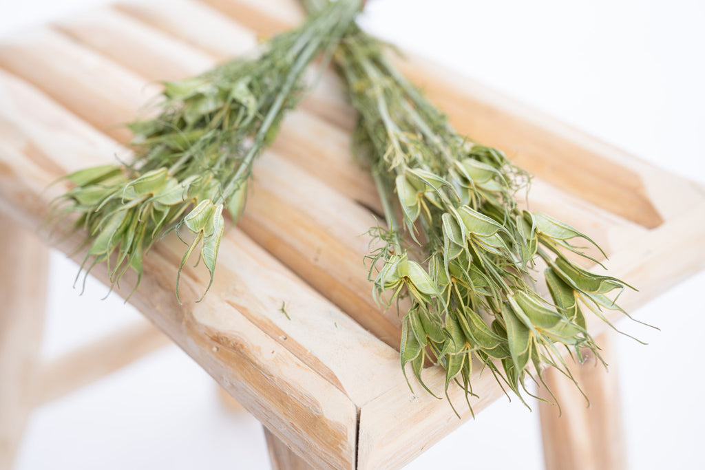 Fleur de nigelle orientale récoltée à la main pour le séchage