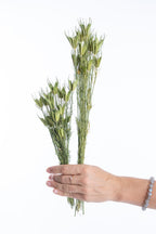 Nigelle orientale séchée, fleur graphique cultivée en bio chez Terralya
