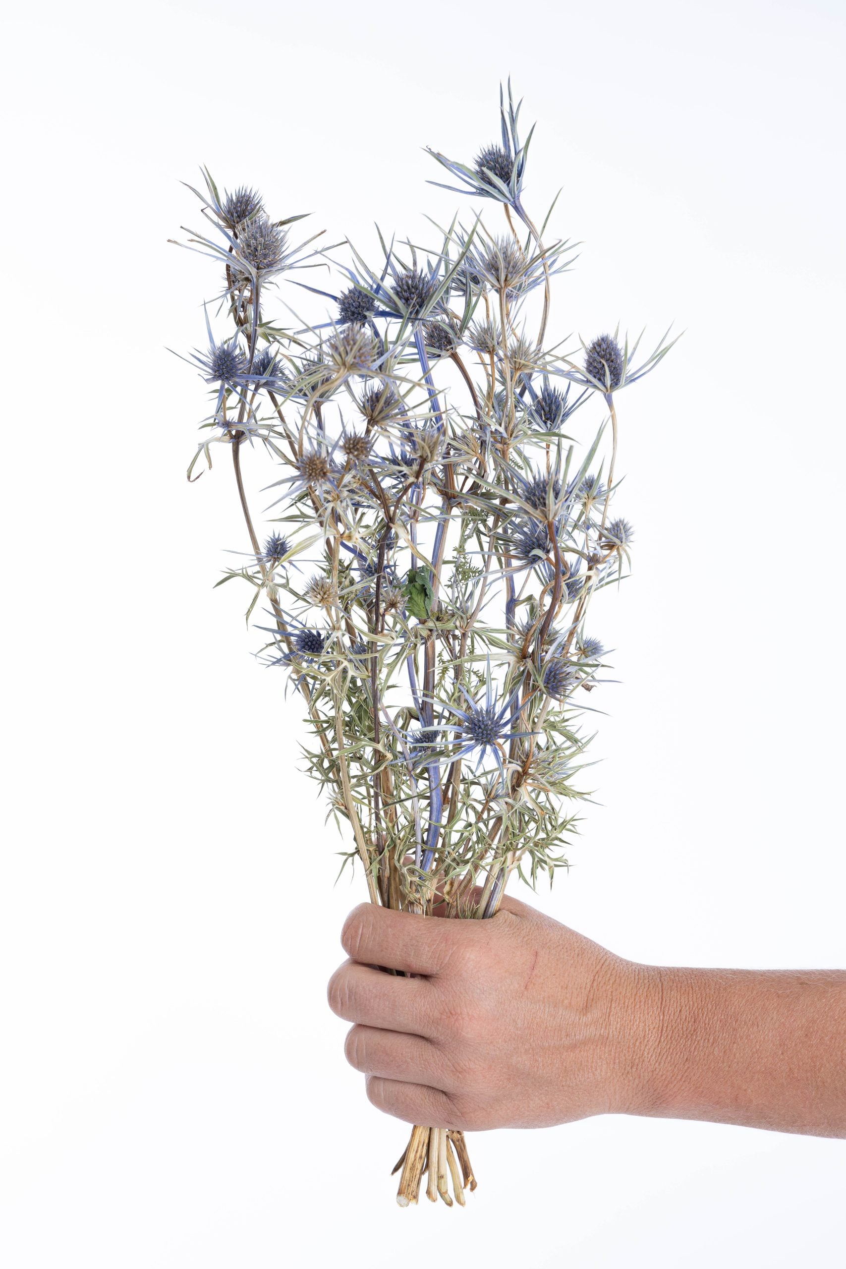 Panicaut séché bio cultivé en France