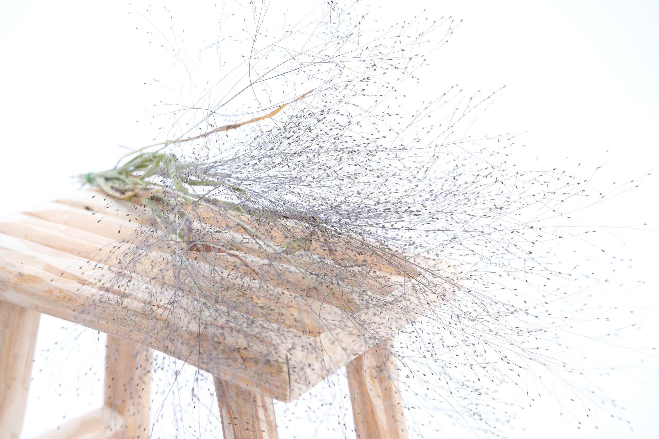 Tiges de panicum bio françaises