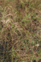Panicum séché bio cultivé en France