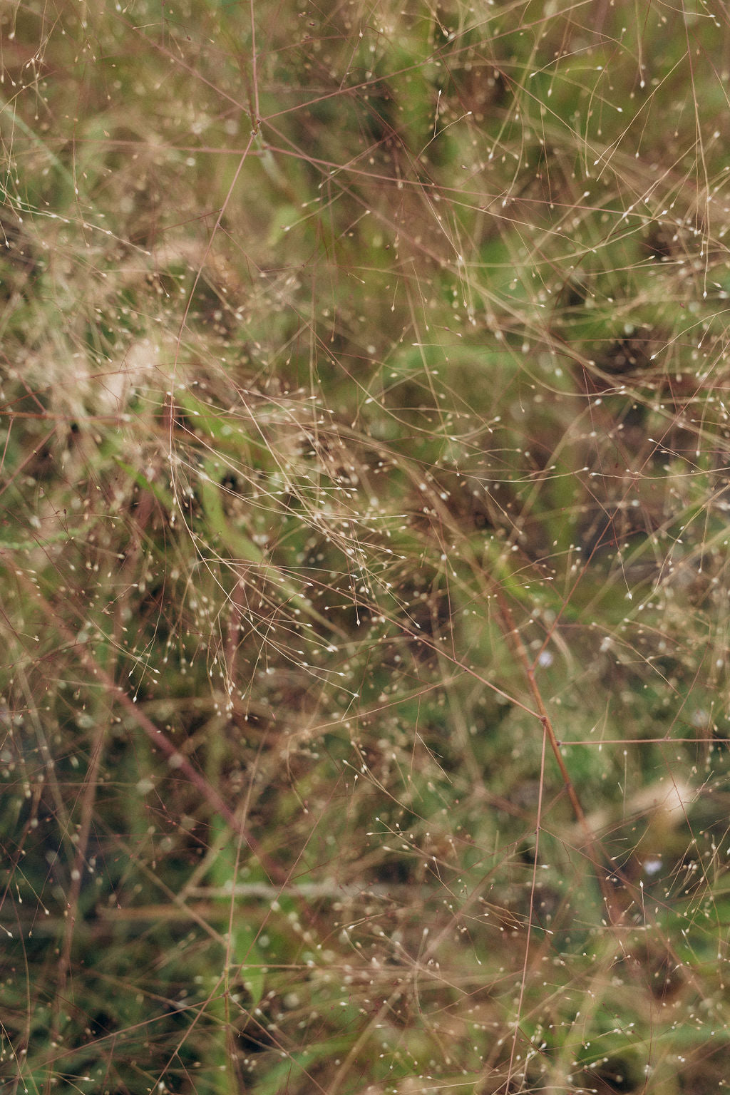 Panicum séché bio cultivé en France