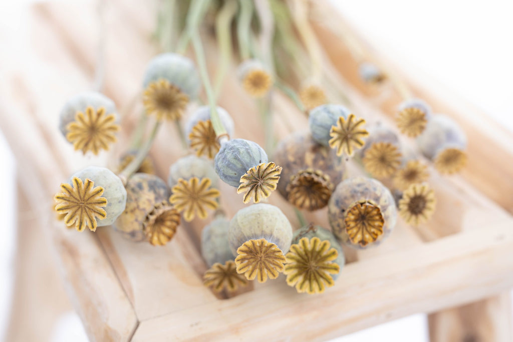 Têtes de pavot séchées naturellement et localement