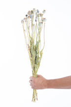 Capsules de pavot séchées bio cultivées en France