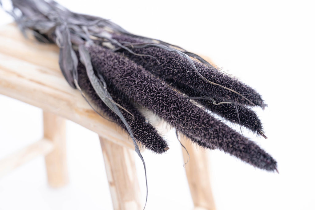 Herbe pennisetum française en fleurs séchées bio