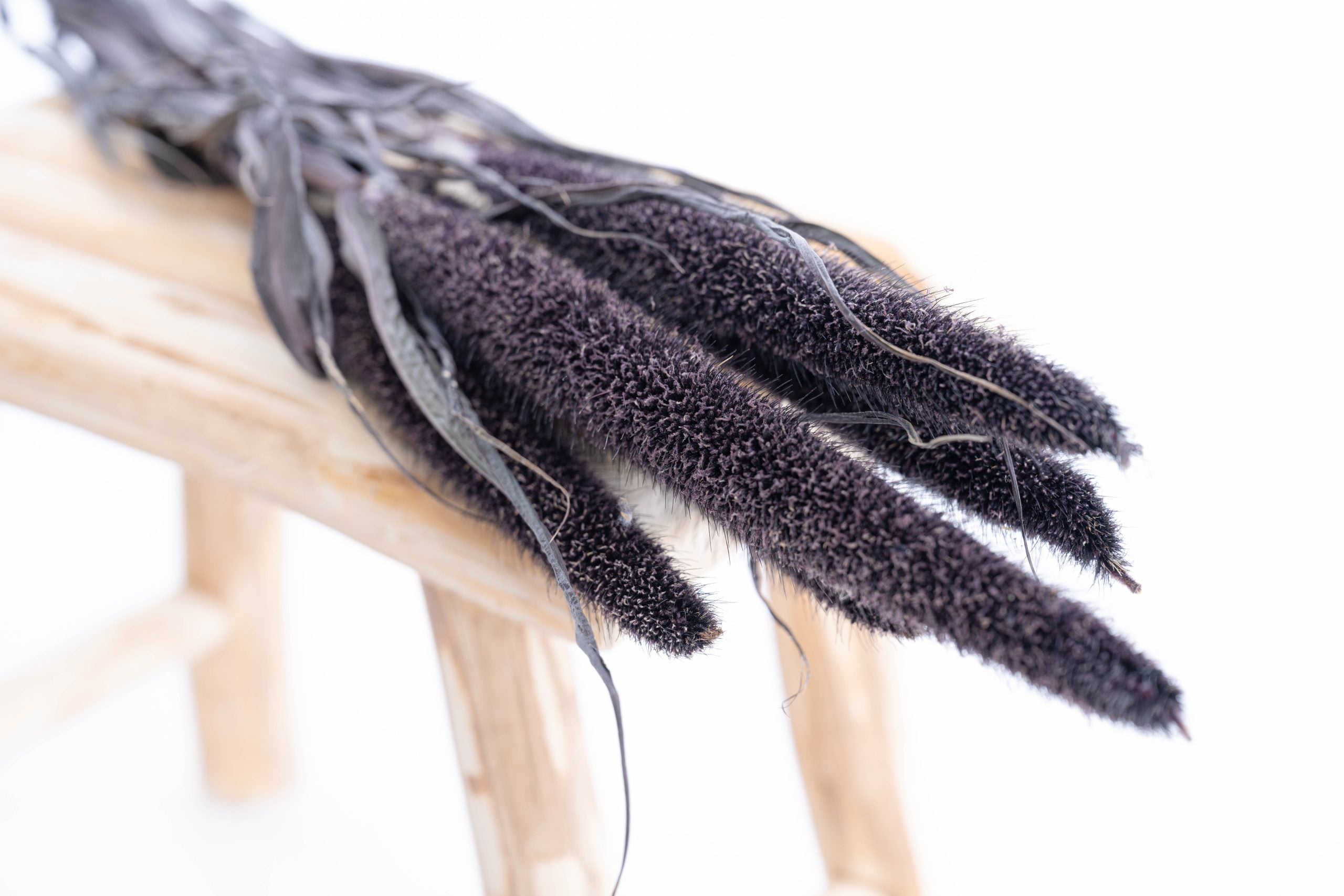 Herbe pennisetum française en fleurs séchées bio