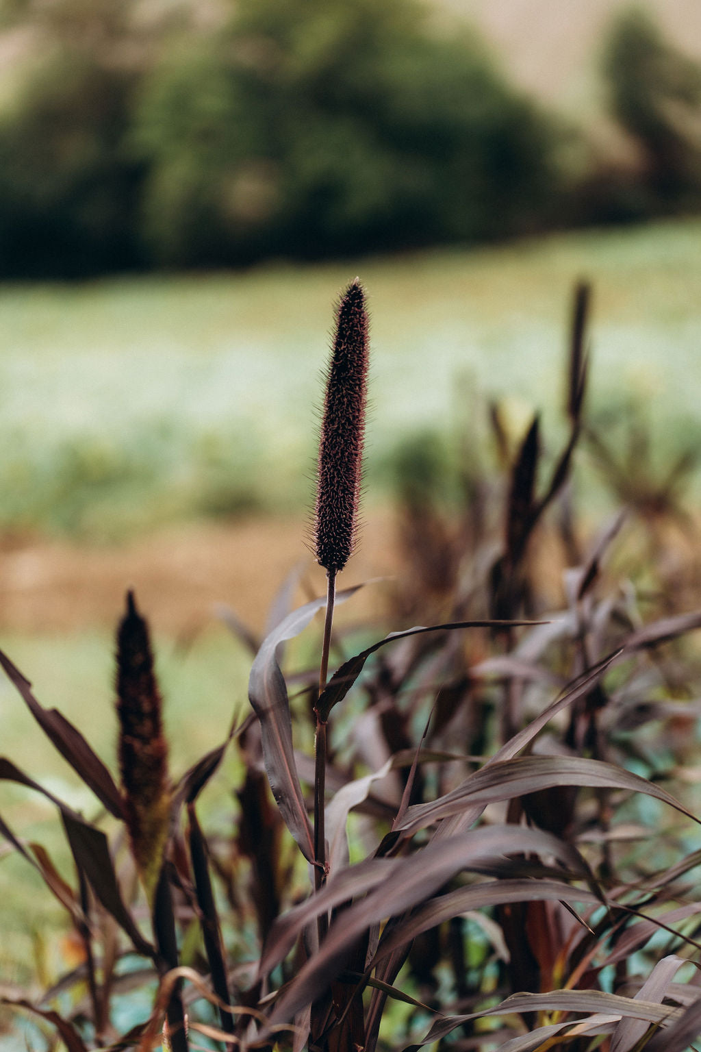 Pennisetum séché bio cultivé en France