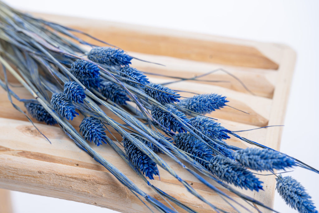 Tiges de phalaris bleu outremer en déco florale