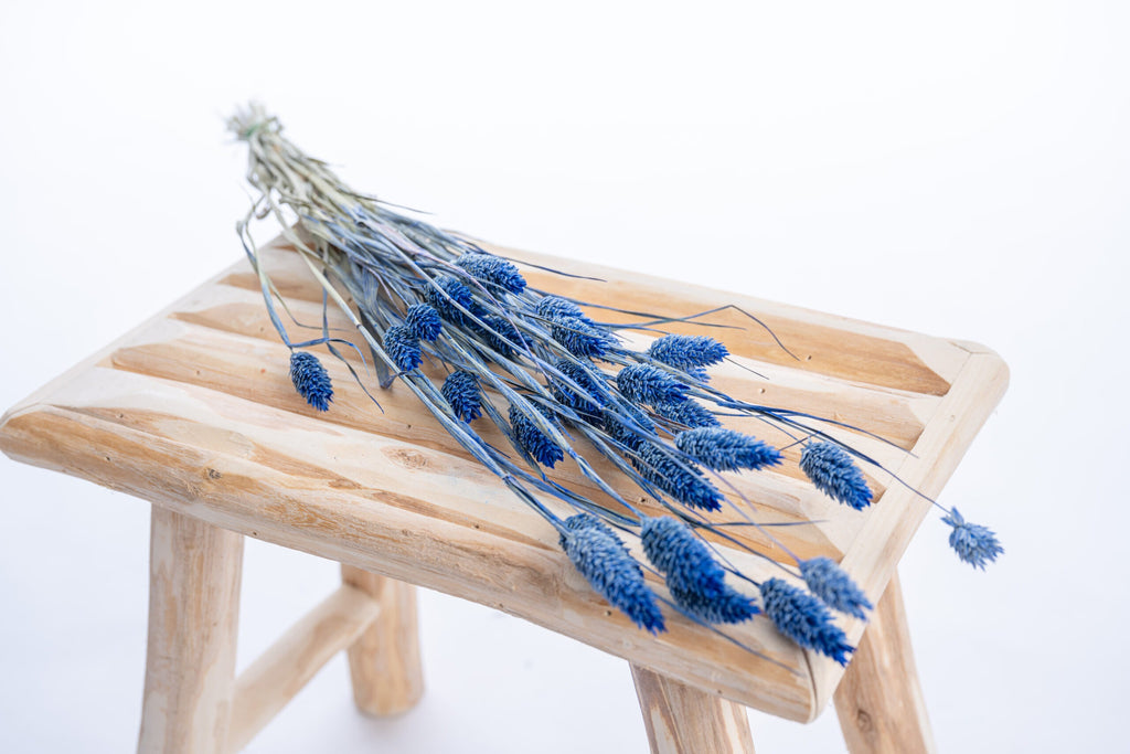 Graminée phalaris bleu profond séchée