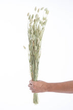 Phalaris séché bio cultivé en France