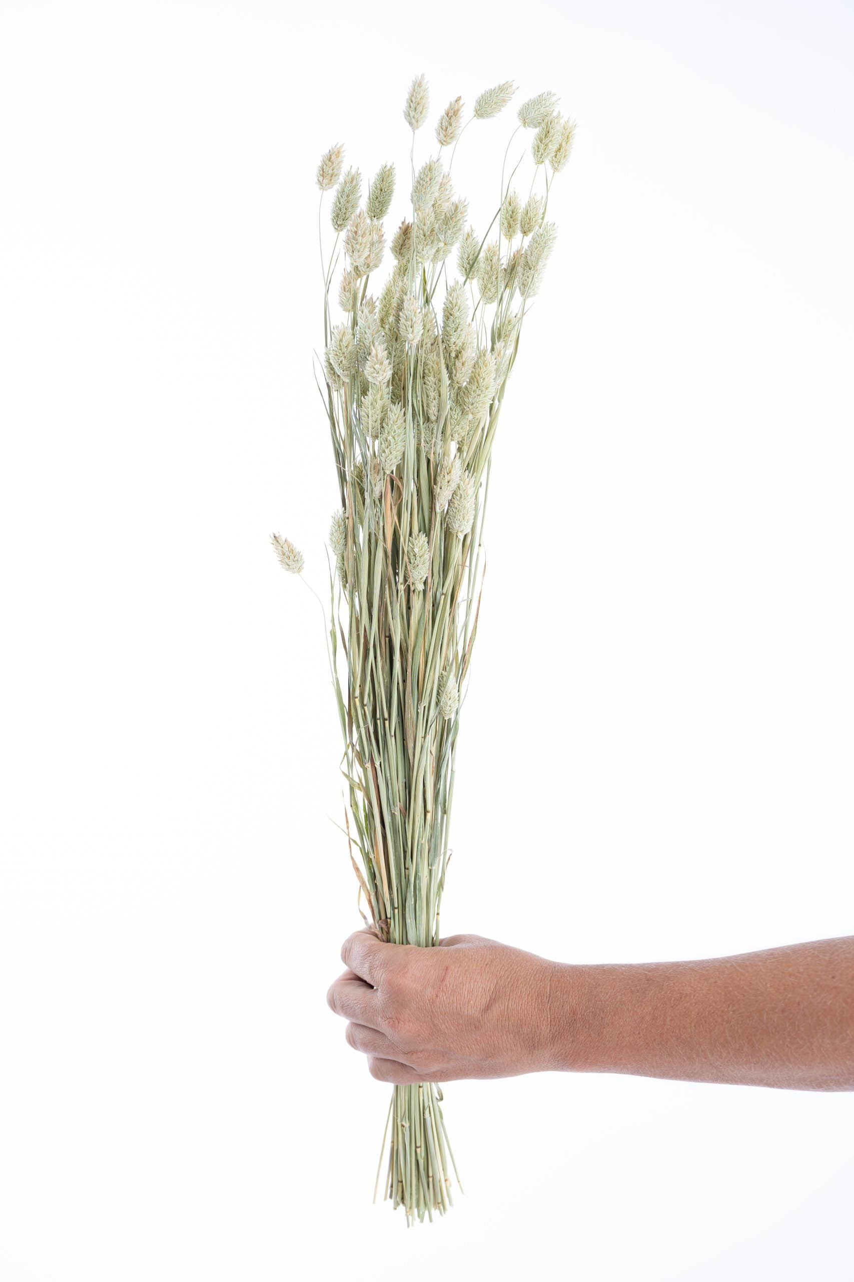 Phalaris séché bio cultivé en France