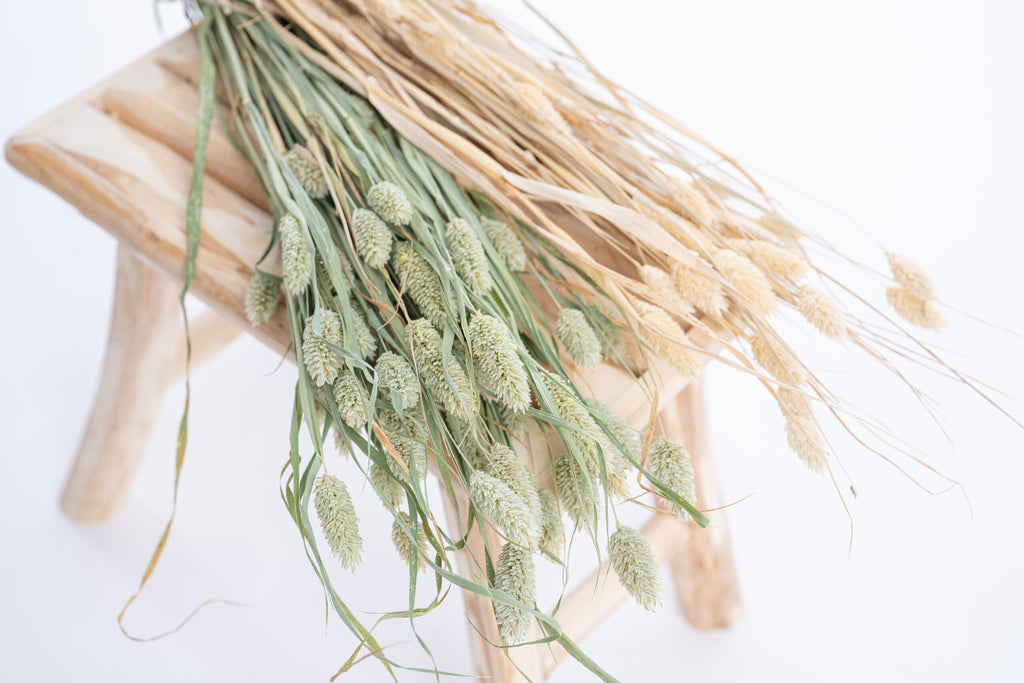 Phalaris séché bio pour créations florales françaises