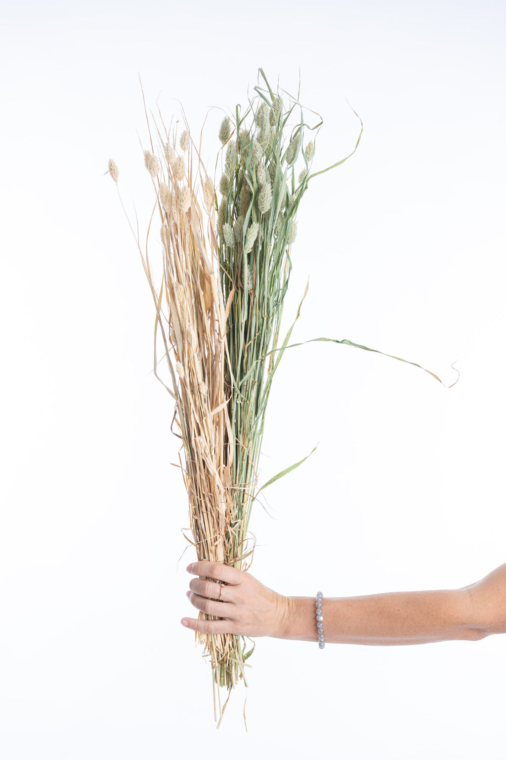 Fleurs séchées phalaris bio producteur français