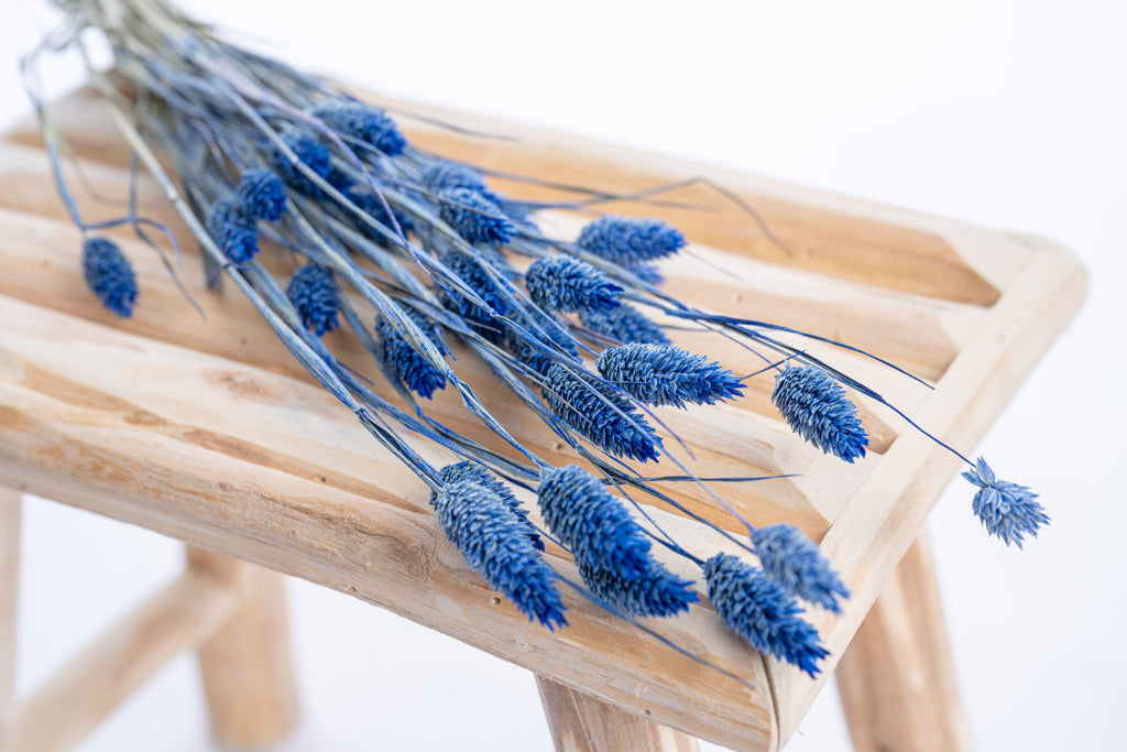 Phalaris séché teinté bleu outremer