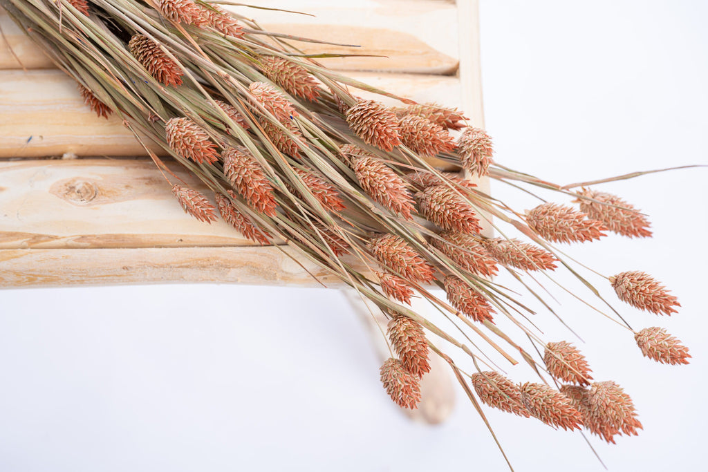 Phalaris terracotta – fleurs séchées teintées naturellement