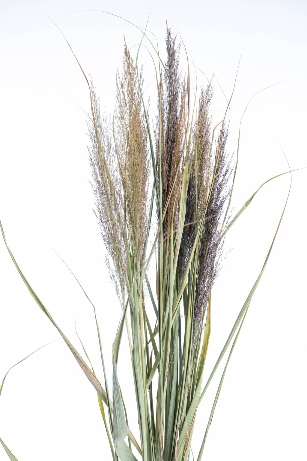 Tiges de roseaux naturels séchés artisanalement