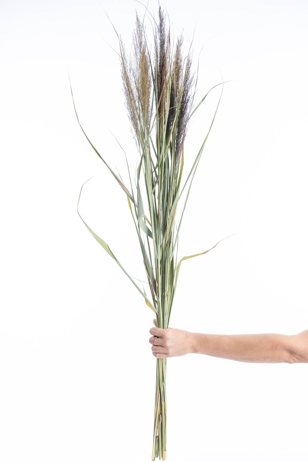 Roseaux séchés bio cultivés en France