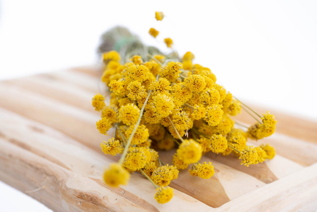 Fleurs et feuillage de santoline bio séchée