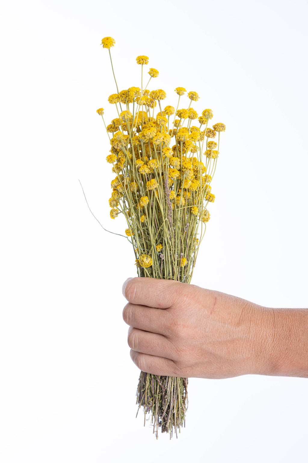 Santoline séchée bio cultivée en France