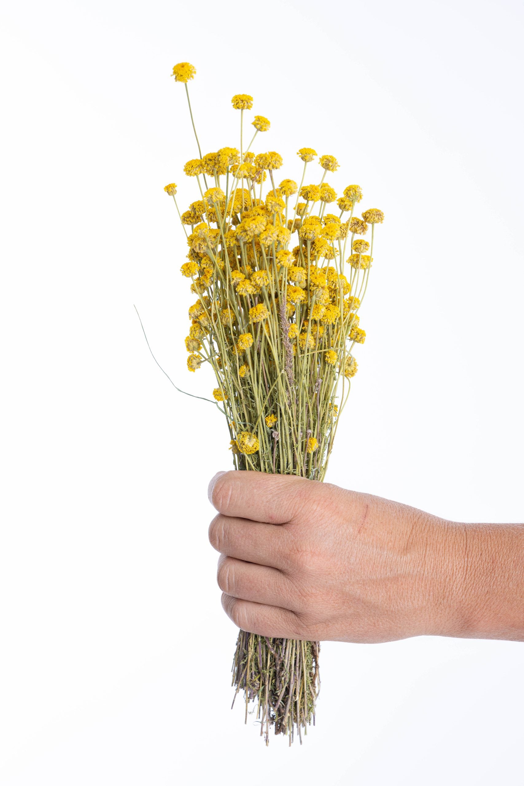 Santoline séchée bio cultivée en France