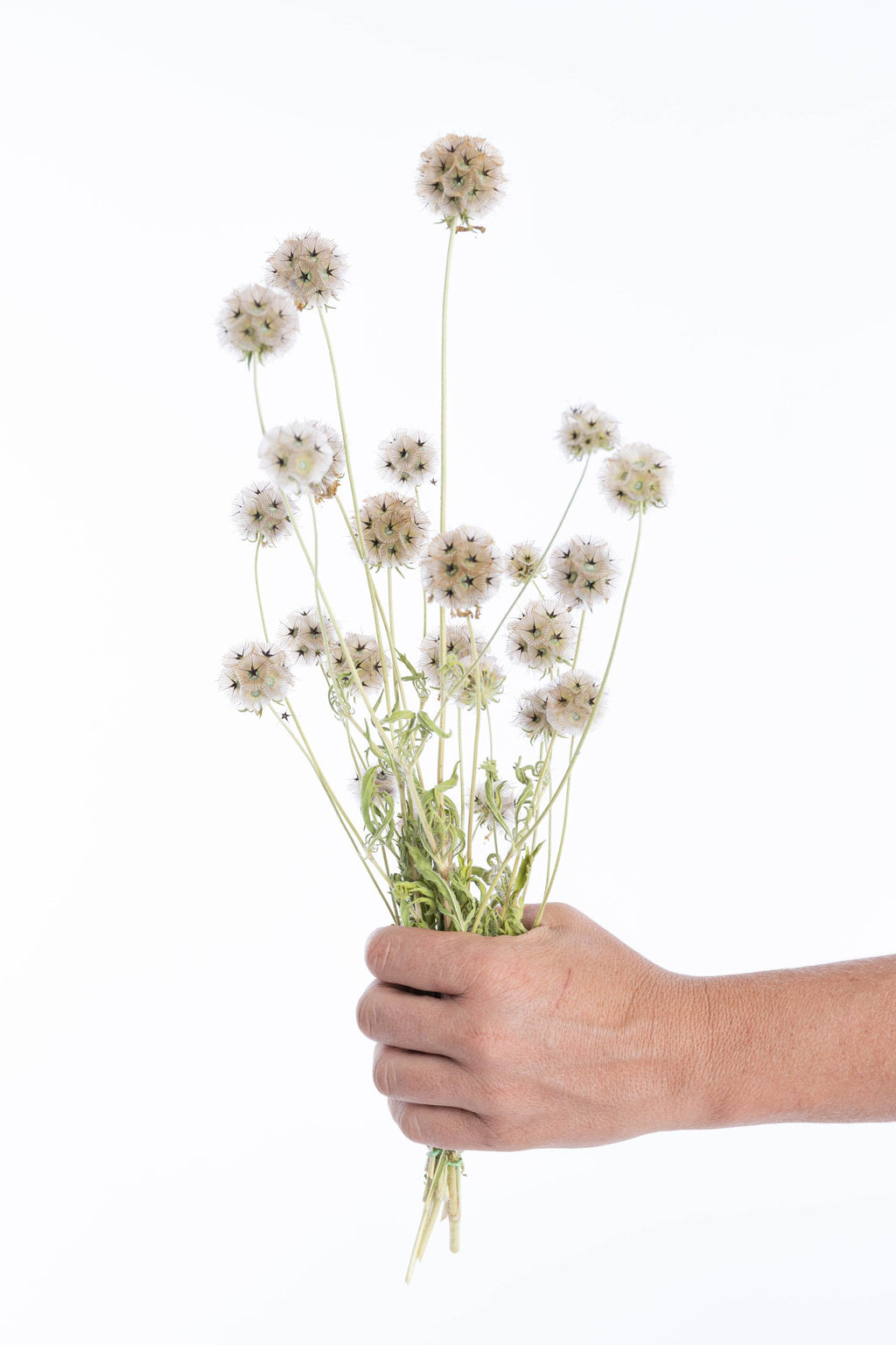 Scabieuse séchée bio cultivée en France