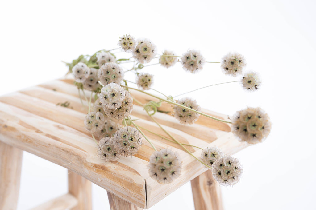 Scabieuse bio en fleurs séchées
