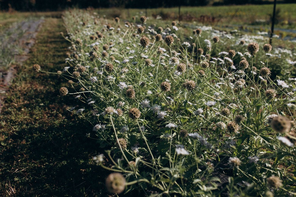 Allée de plantation de scabieuses en fleurs dans la ferme florale Terralya, culture destinée au grossiste fleurs séchées