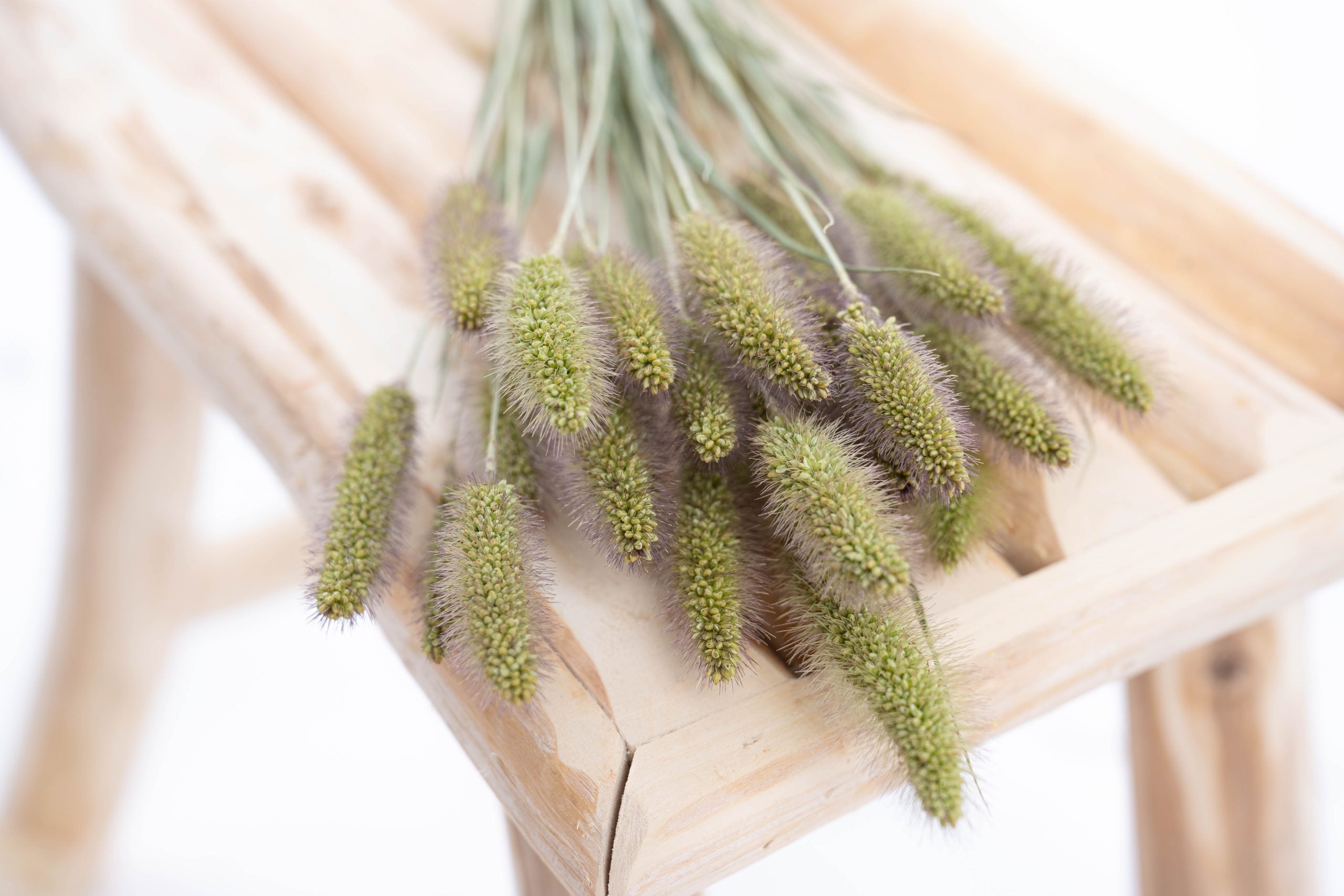 Sétaire séché vert bio cultivé en France