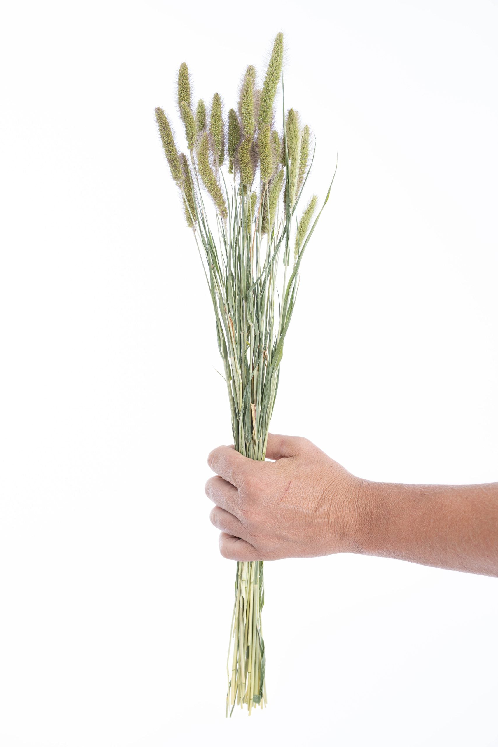 Sétaire vert bio séché cultivé en France