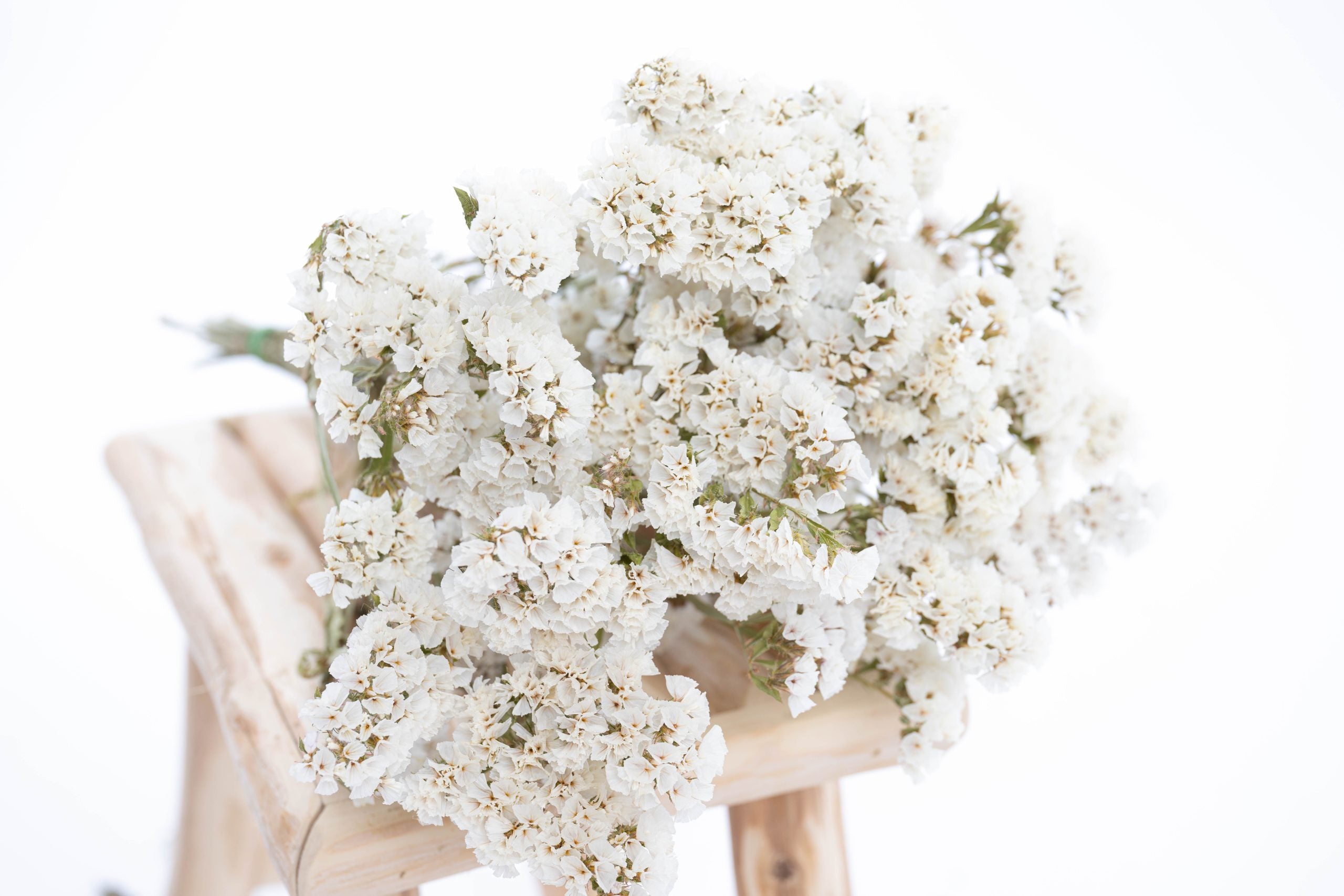 Fleurs séchées de statice blanche bio françaises