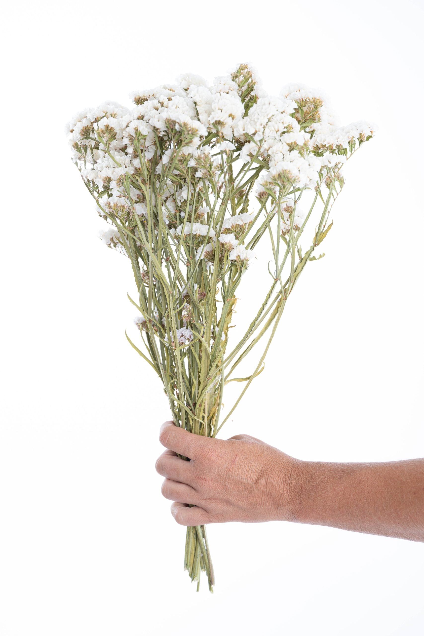 Statice blanche séchée bio cultivée en France