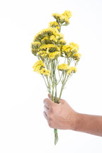 Statice jaune séchée bio cultivée en France
